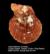 Laevichlamys cuneata (7)